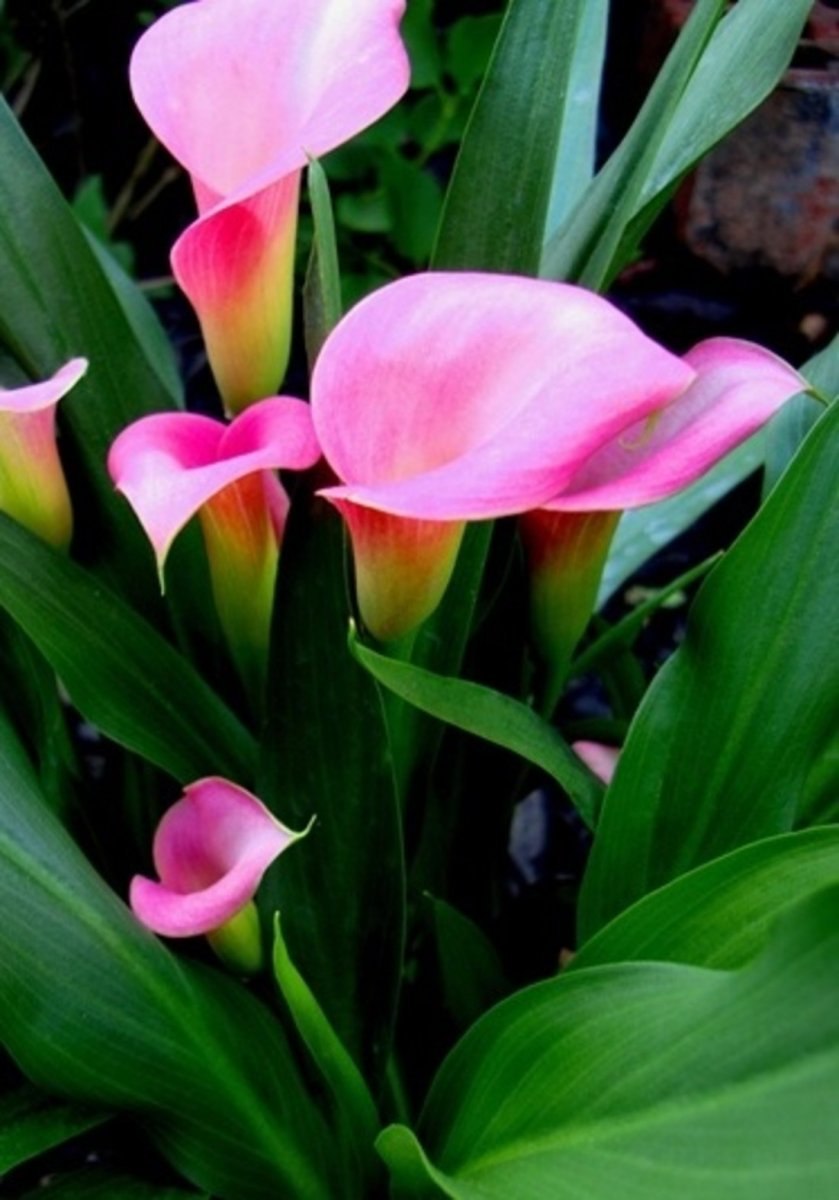 Калла Гавана