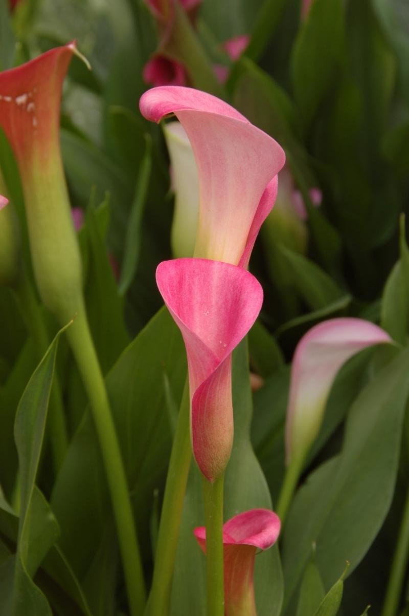 Каллы розовые