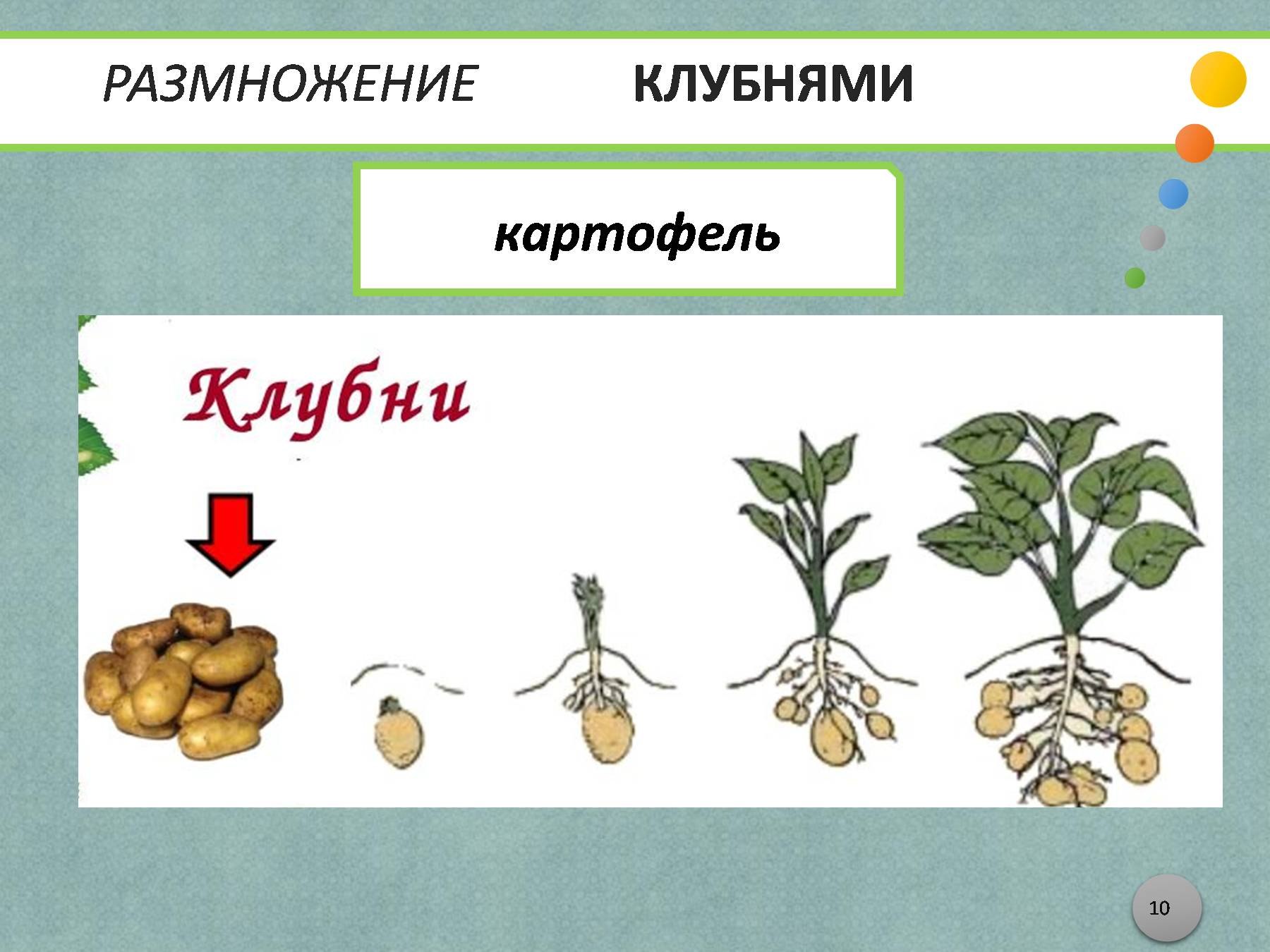 Способ вегетативного размножения картофеля