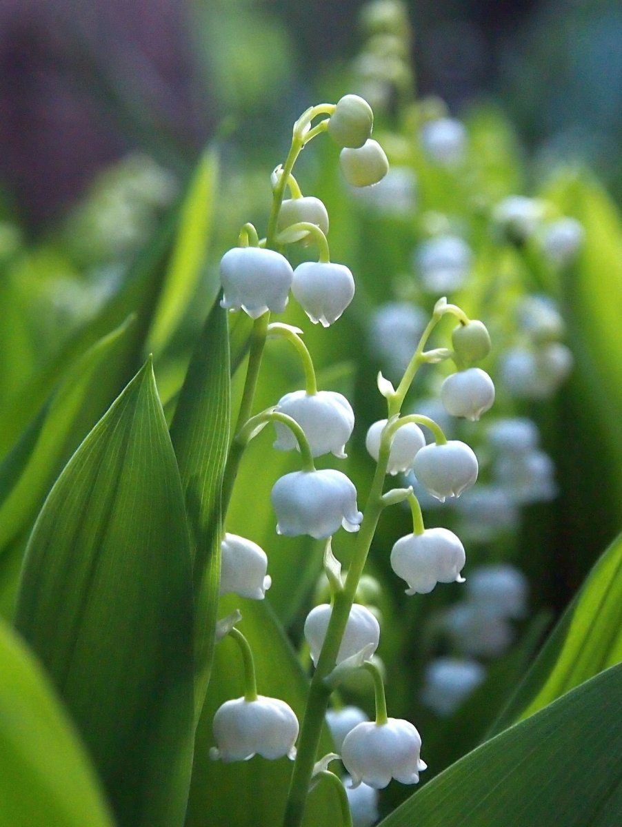 Ландыш Майский Бирюлевский дендропарк