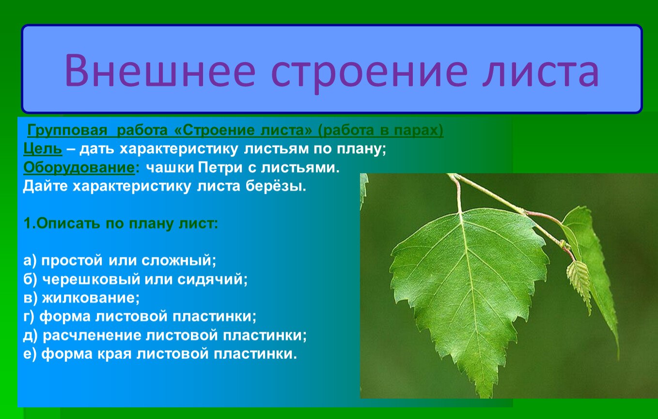 Особенности листа. Лист березы форма листовой пластинки. Описание листа березы по биологии. Береза повислая форма листовой пластинки. Лист березы биология строение.