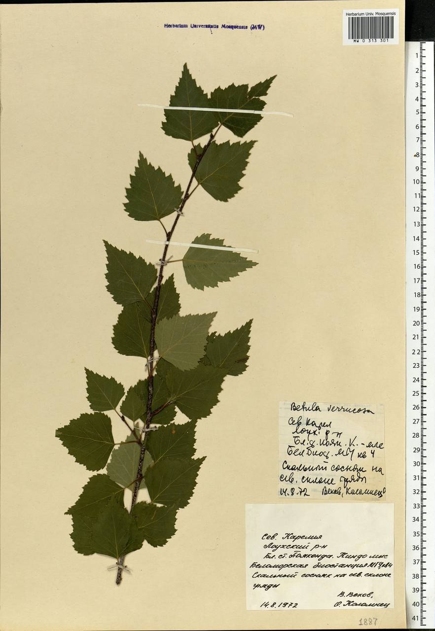 Береза повислая Альба