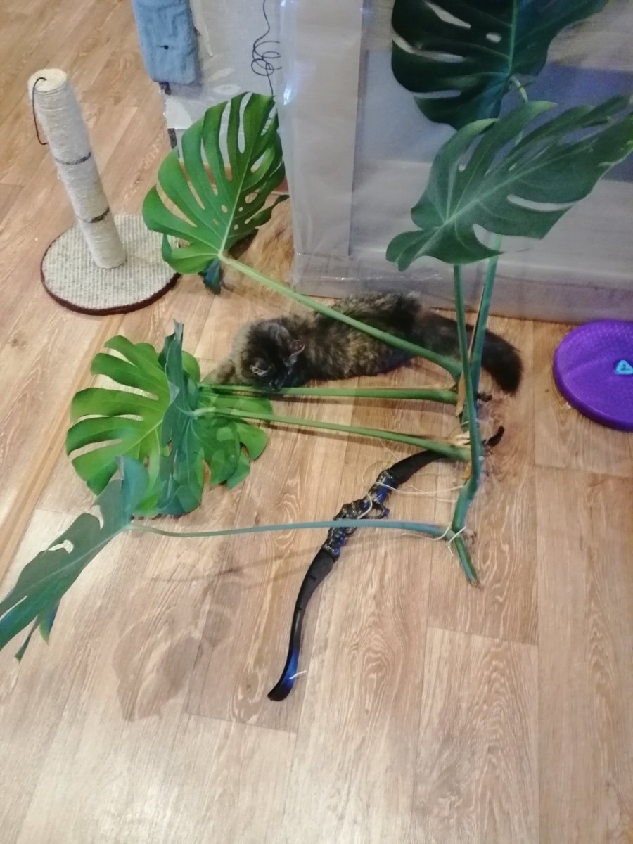 Обрезка комнатных растений