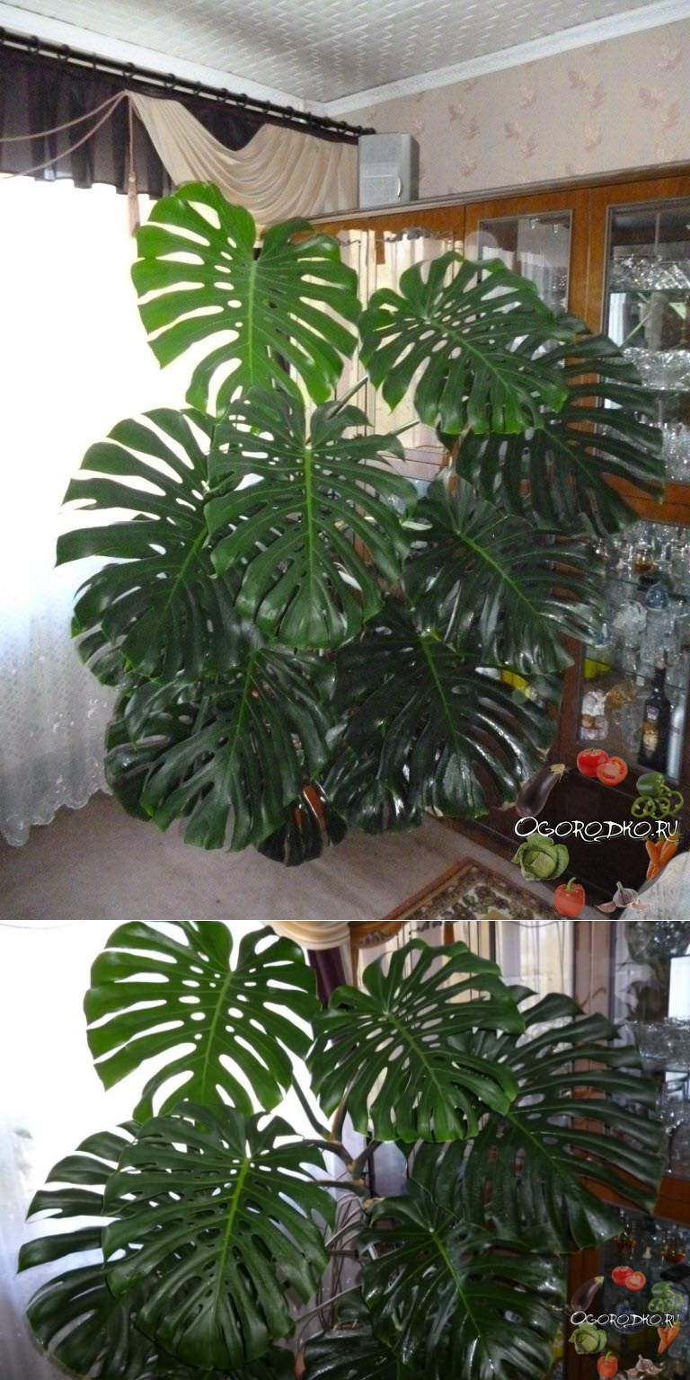 Монстера деликатесная Росток