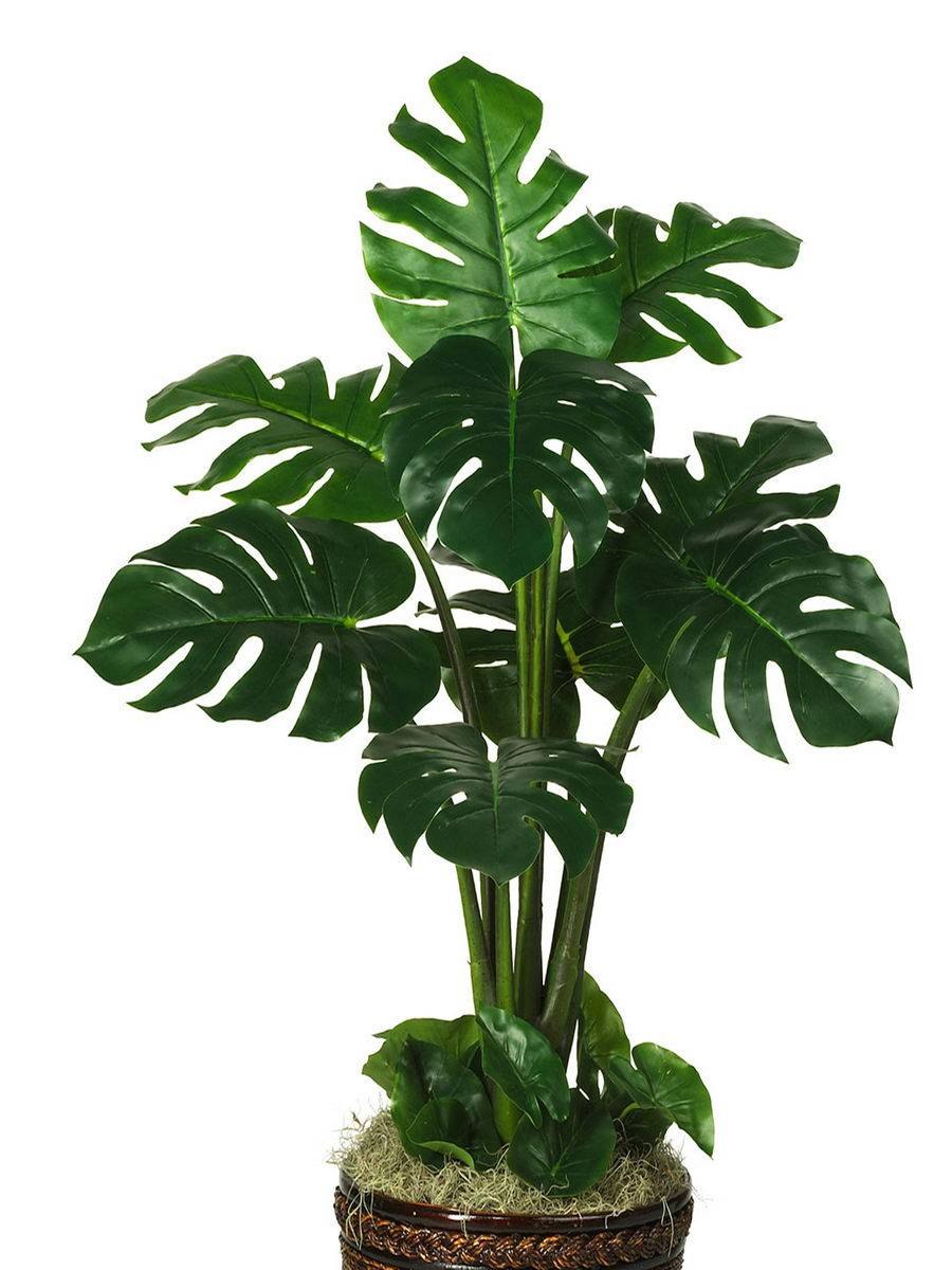 Монстера обрезка