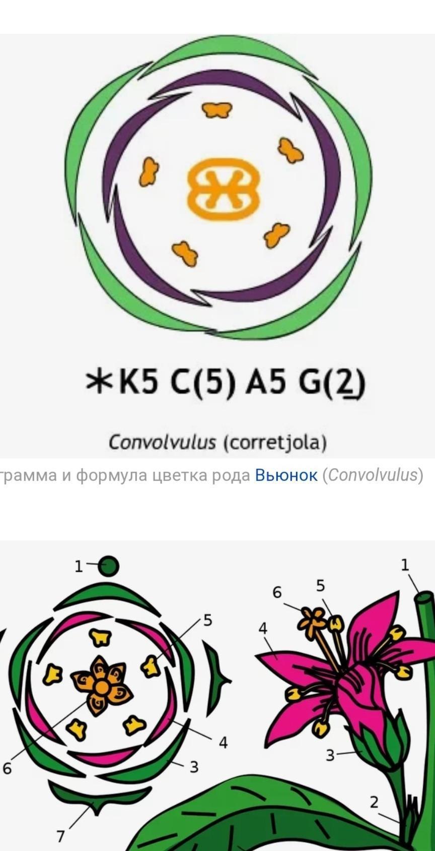 Конский каштан диаграмма цветка