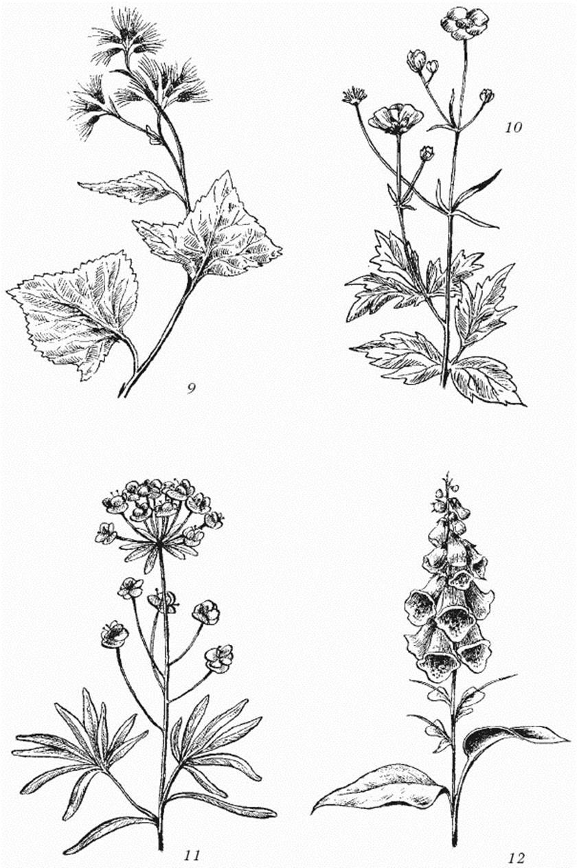 Лекарственные травы и ядовитые растения