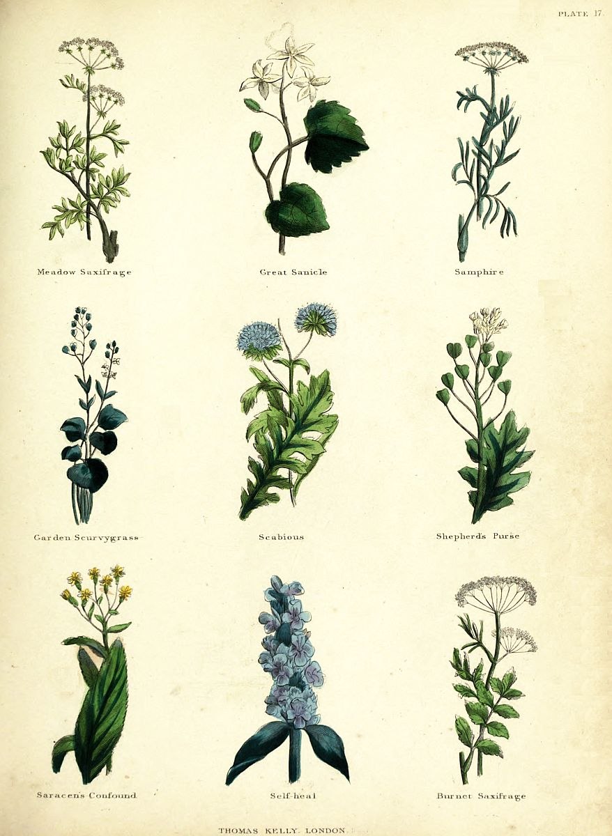 Клещевина обыкновенная диаграмма цветков