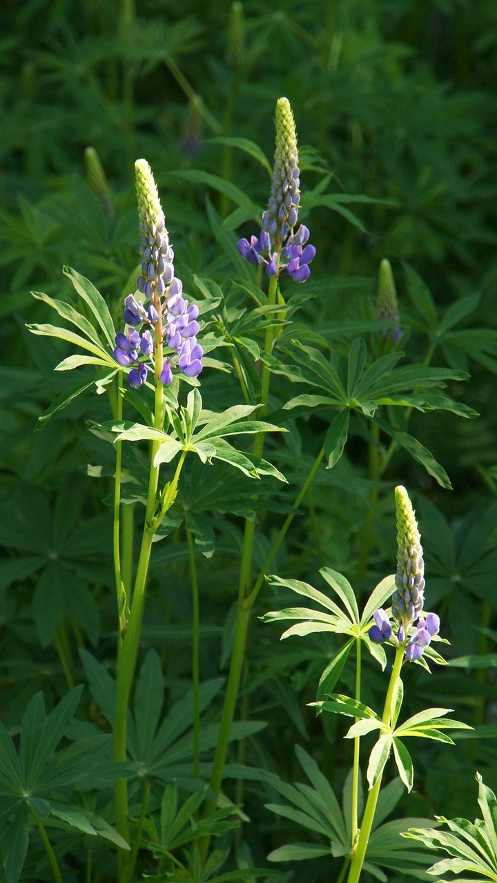 Злаковые кормовые травы