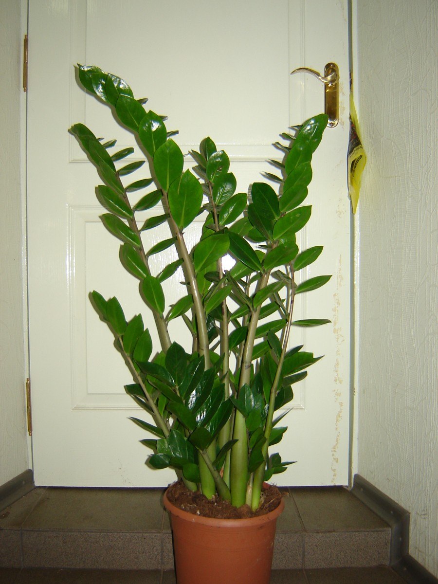 Замиокулькас Буавена