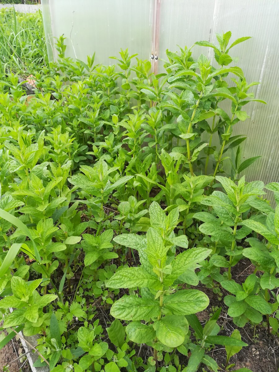 Мята перечная побег