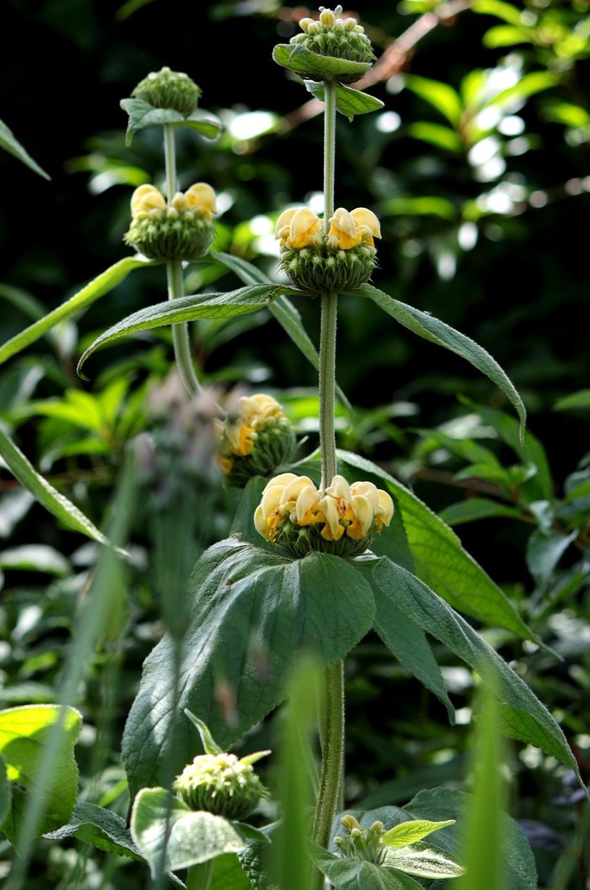 Зопник клубненосный phlomoídes tuberósa