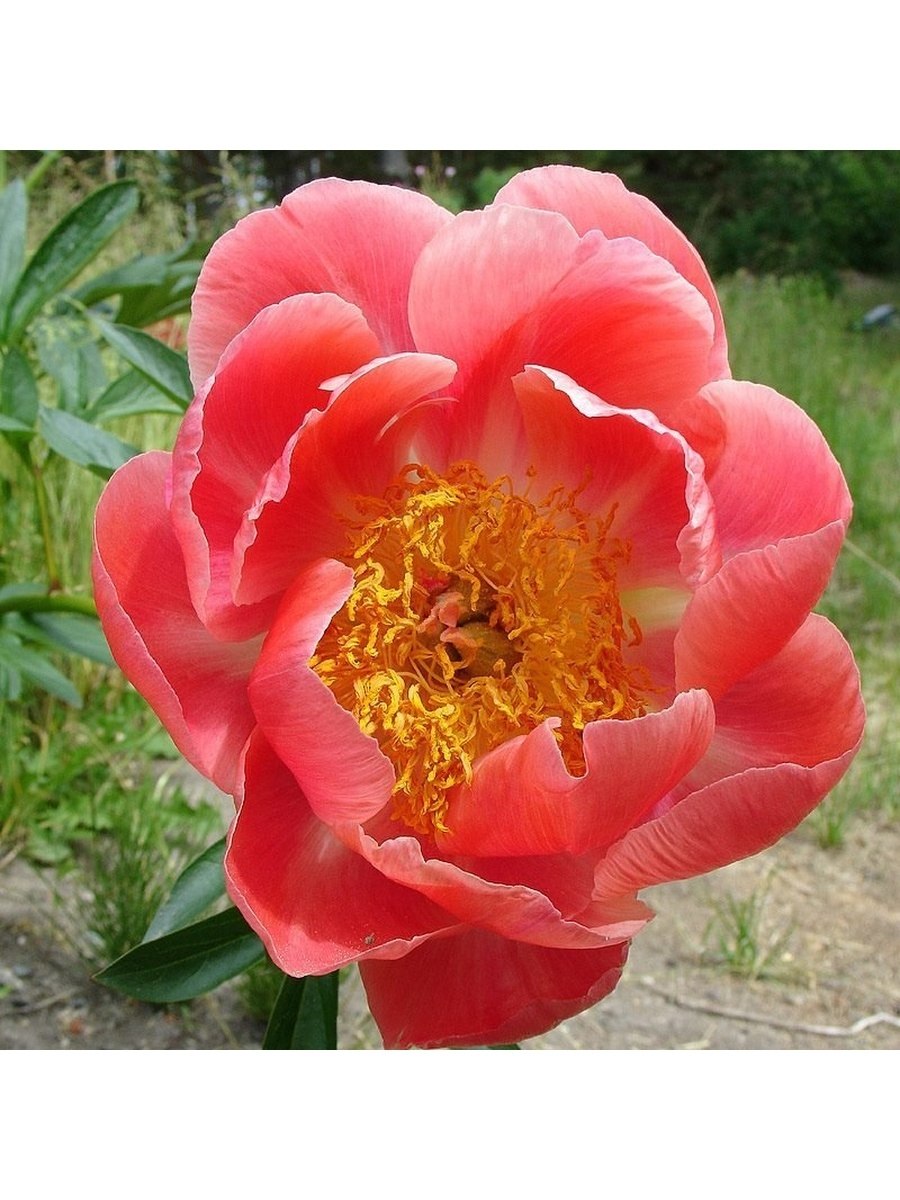 Пион иммакуле