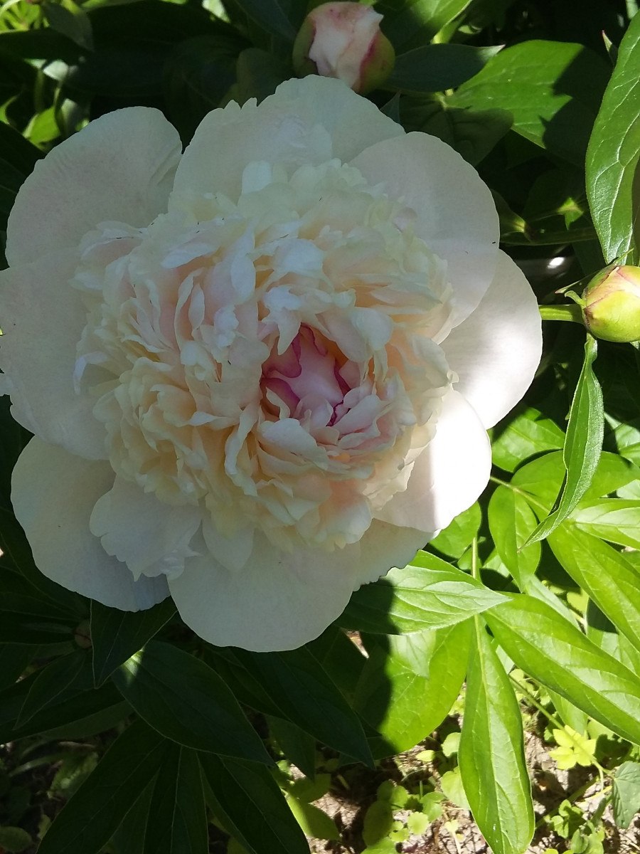 Пион молочноцветковый Имакулее