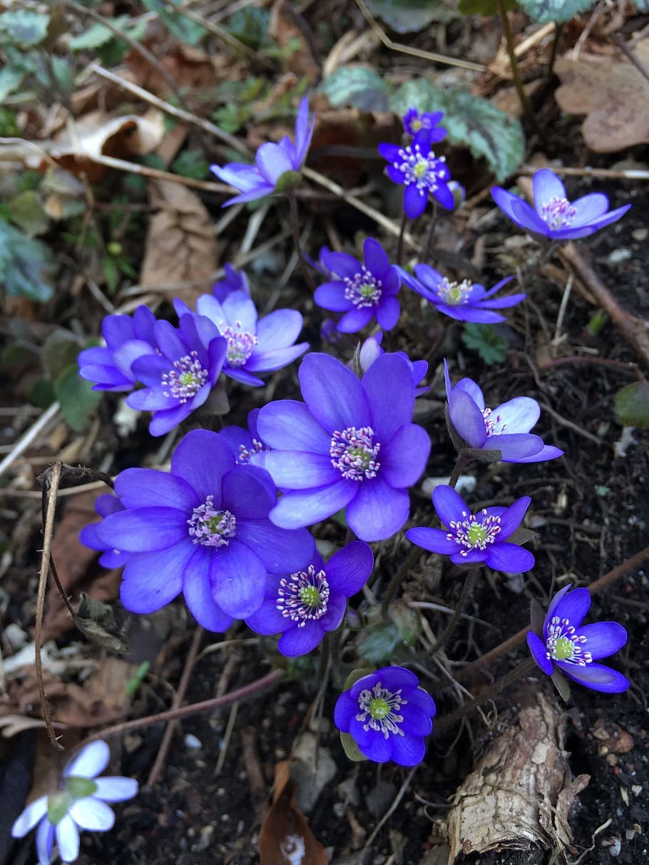 Ветреница лесная голубая