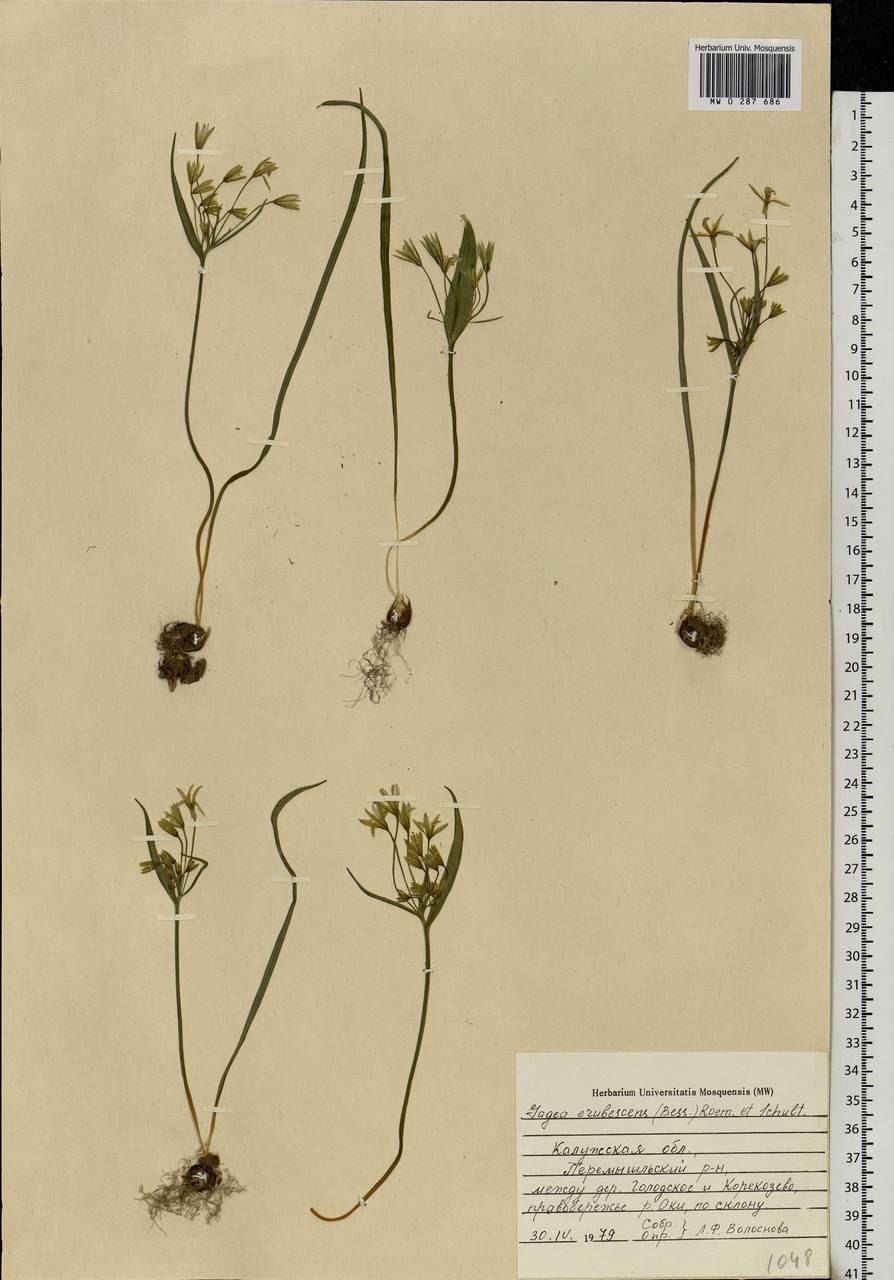 Растения пустынь гусиный лук