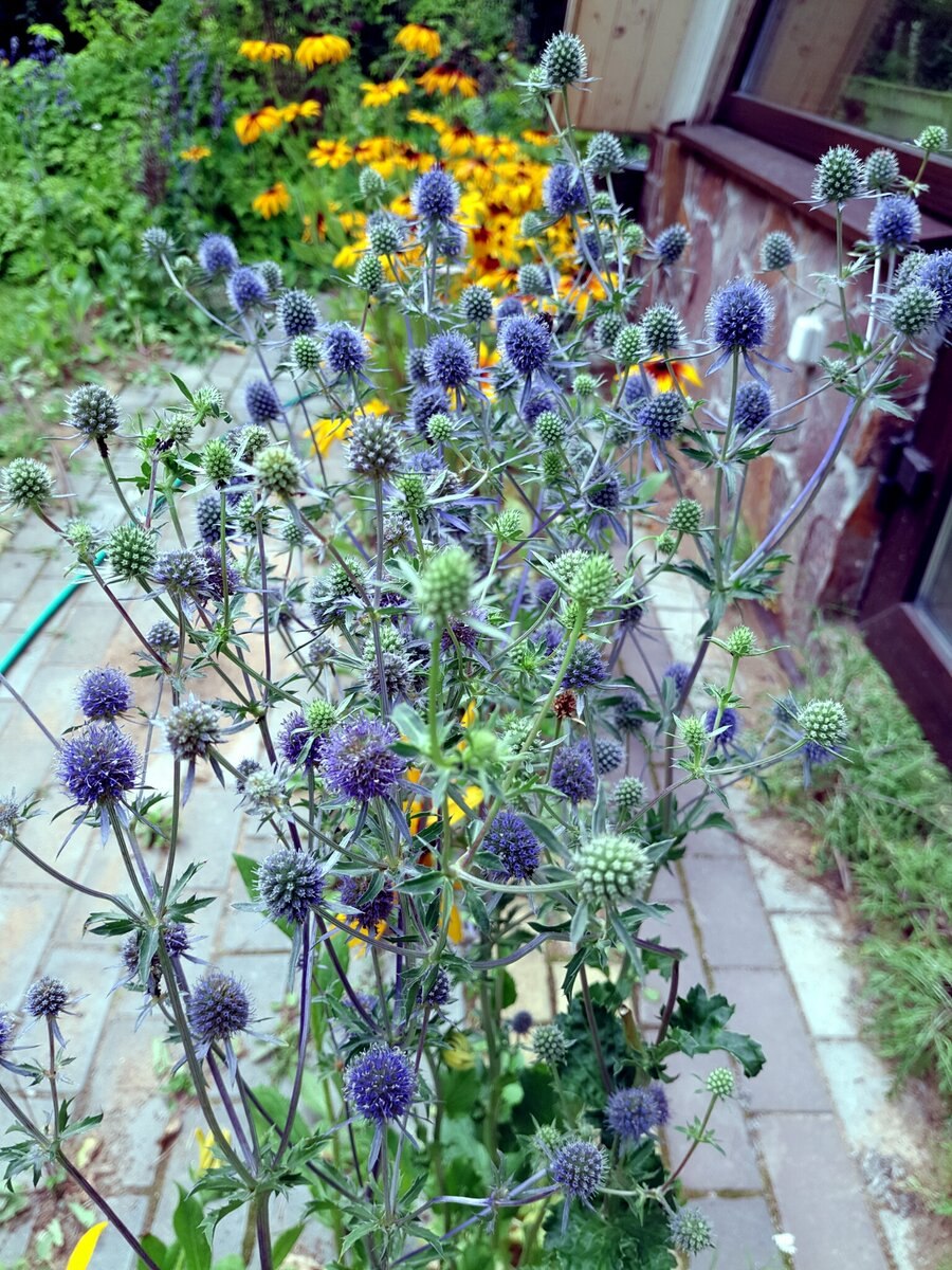 Синеголовник плосколистный Eryngium Planum