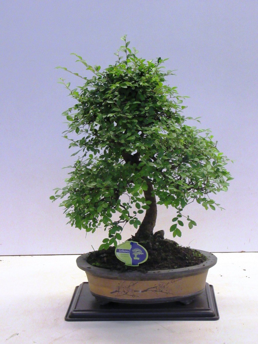 Османтус бонсай