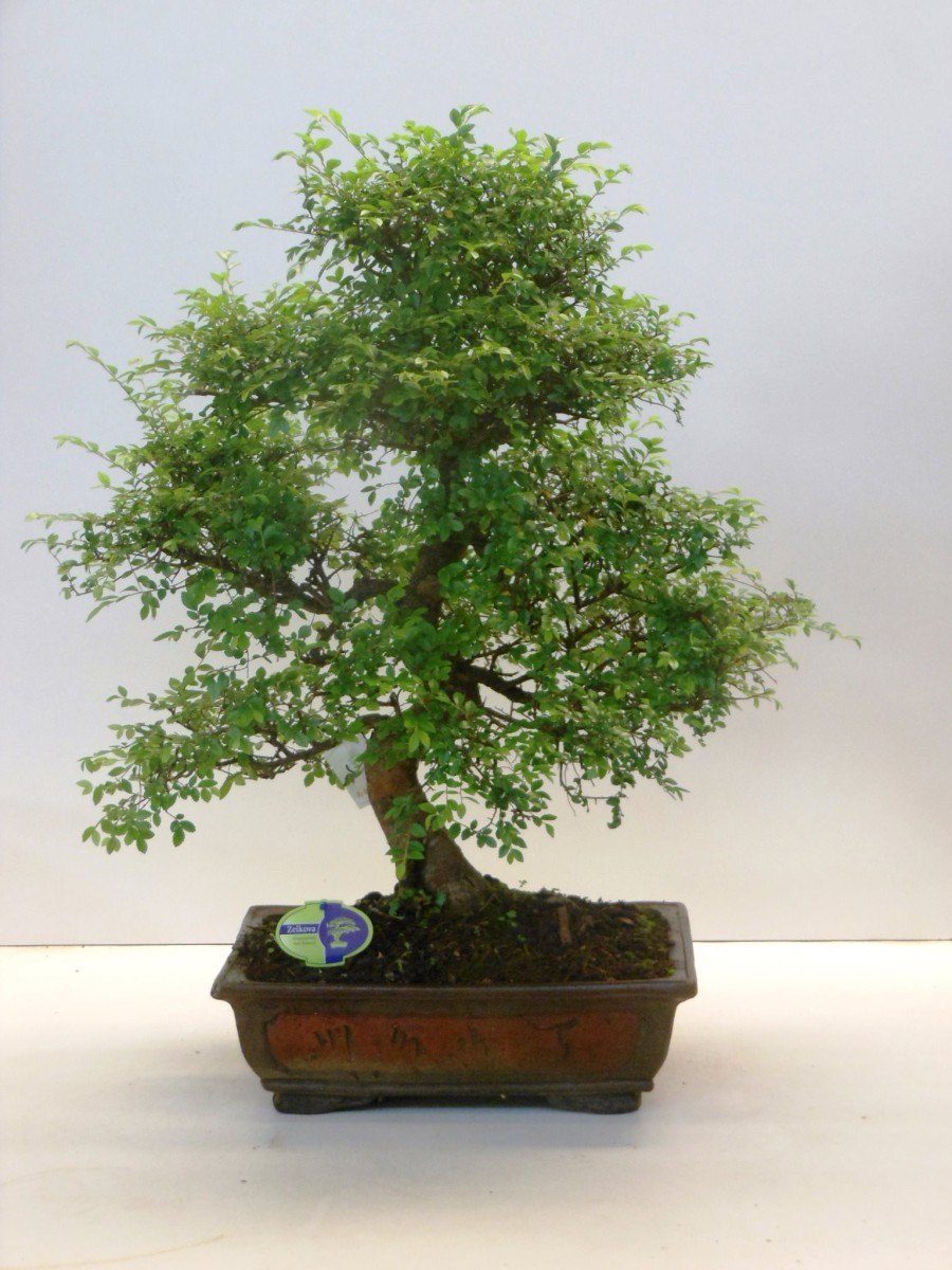 Дзельква бонсай