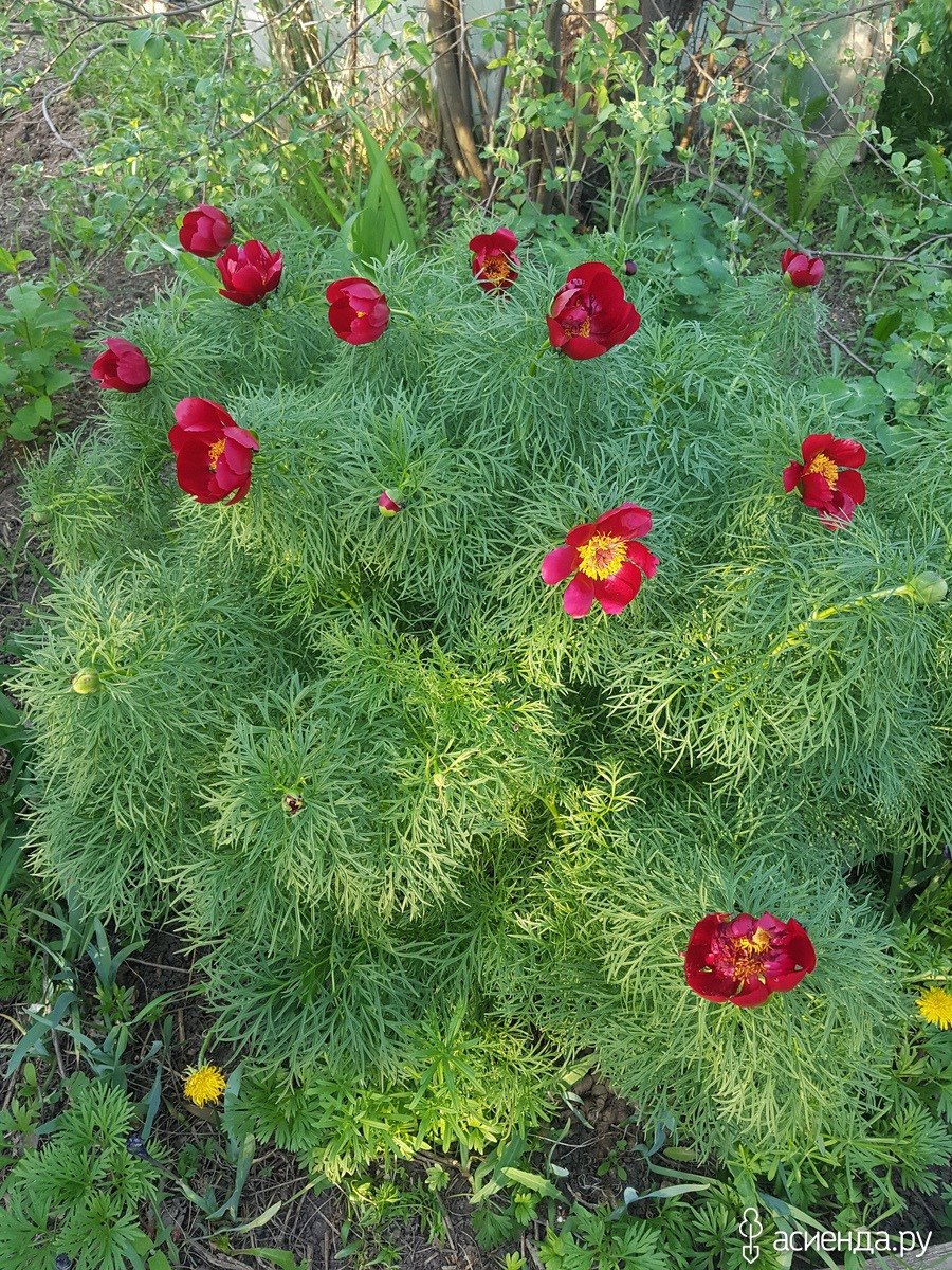 Пион тонколистный баранец