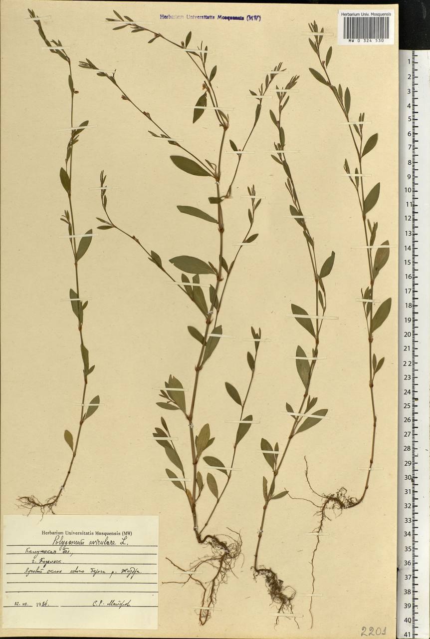 Микропрепарат трава спорыша