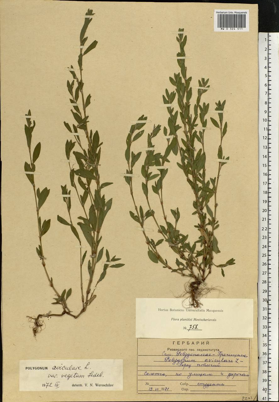 Спорыш (Горец) птичий плод