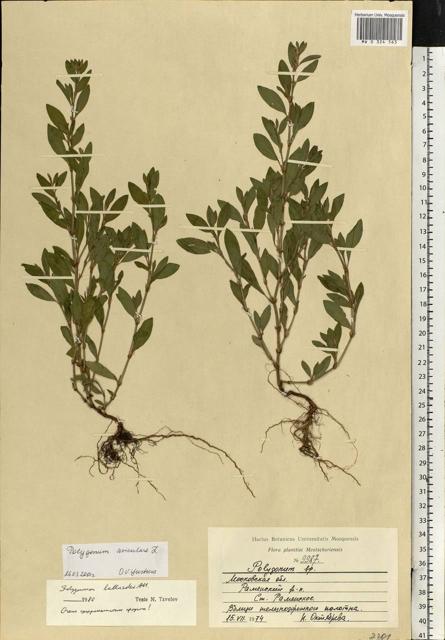 Горец птичий гербарий