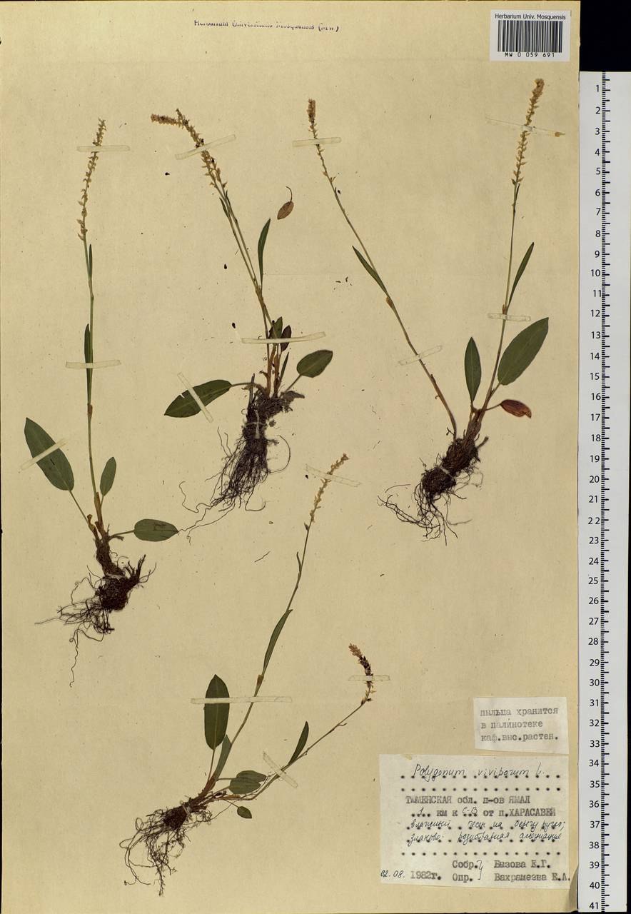 Горец птичий корневая система