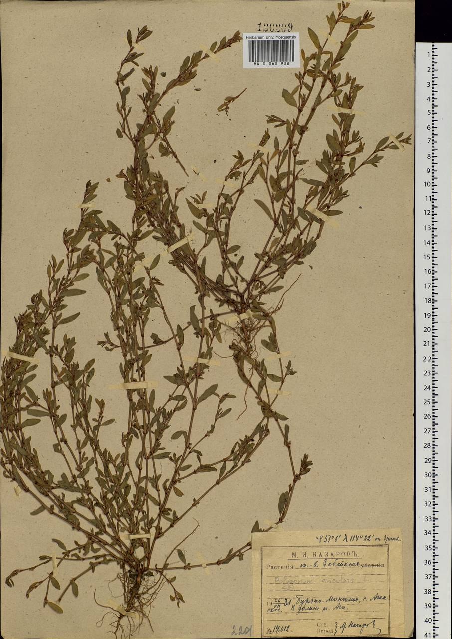 Спорыш трава