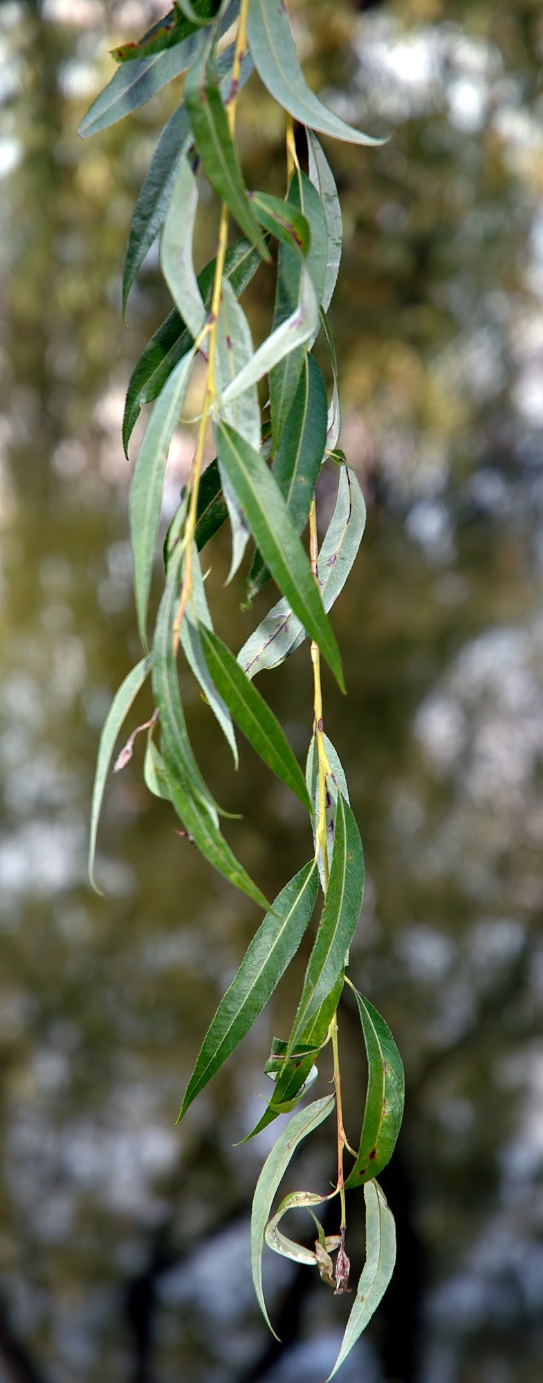 Ива белая вителлина