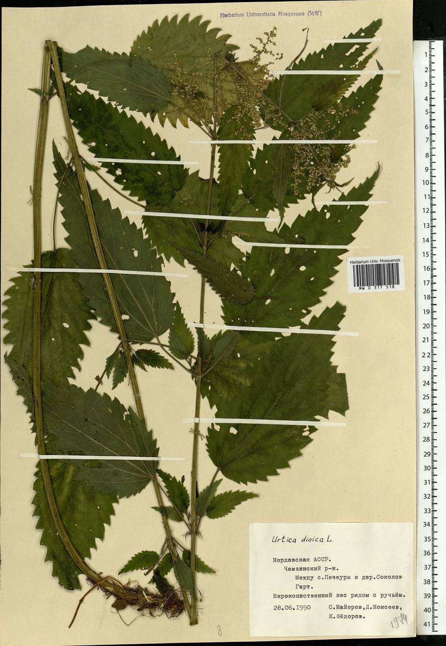 Листья крапивы двудомной