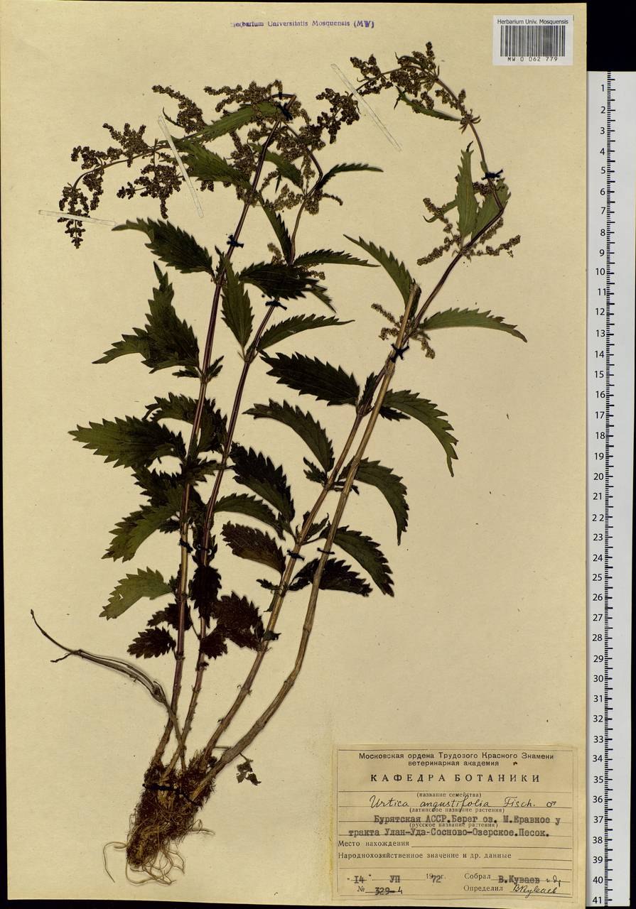 Крапива двудомная красная книга