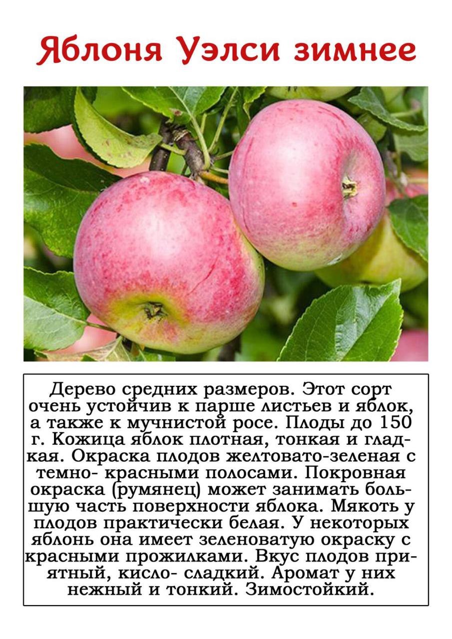 Яблоня Авенариус