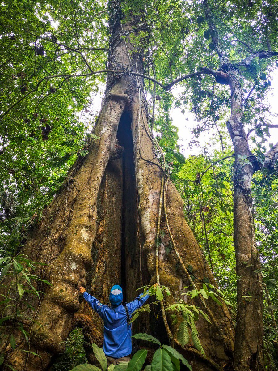 Амазония сандала