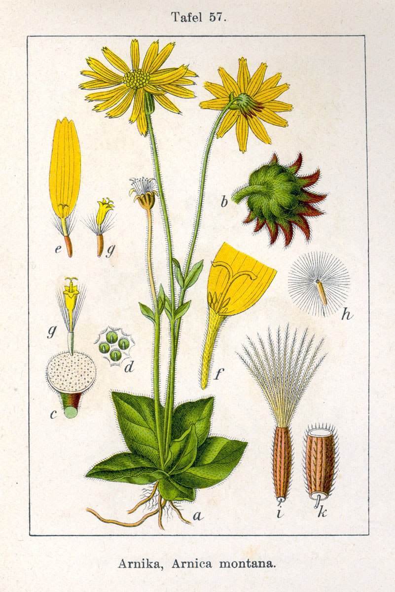 Диаграмма цветка Гнетовые