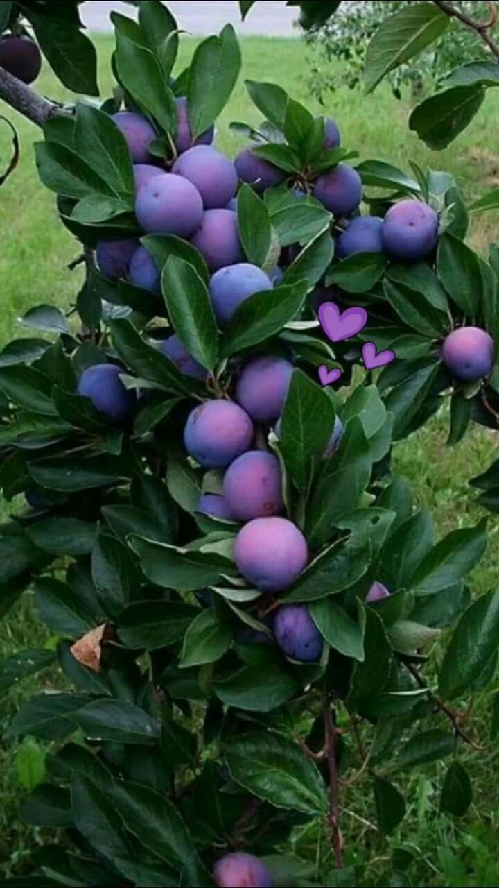 Дерево груша полукарлик