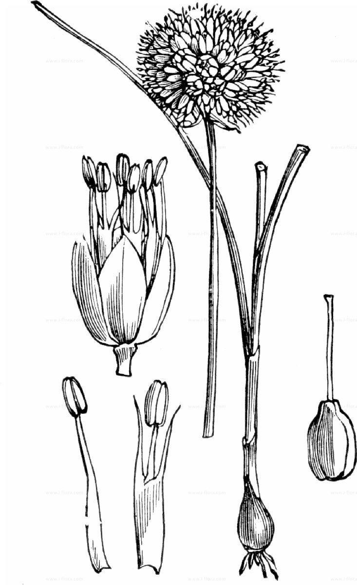 Allium ampeloprasum