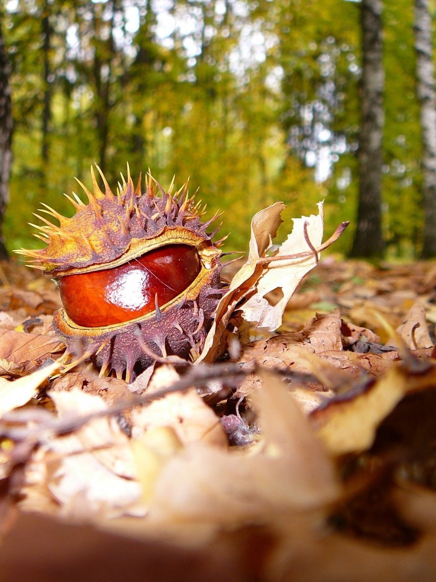 Листья клена и каштана