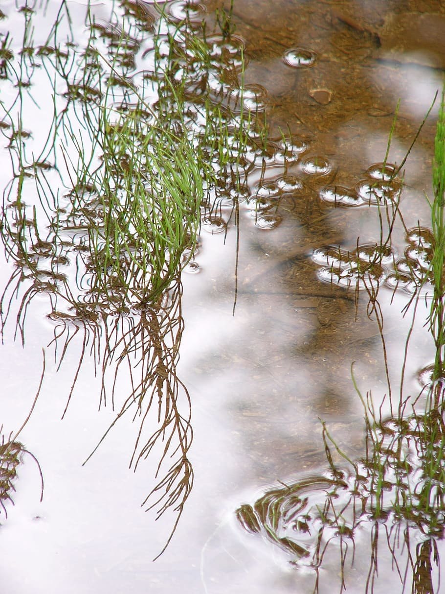 Отражение травы в воде