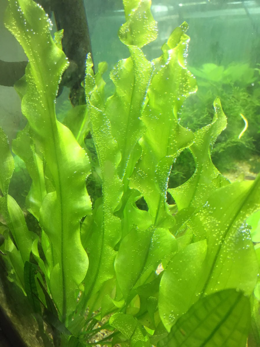 +"Aponogeton dioecus"