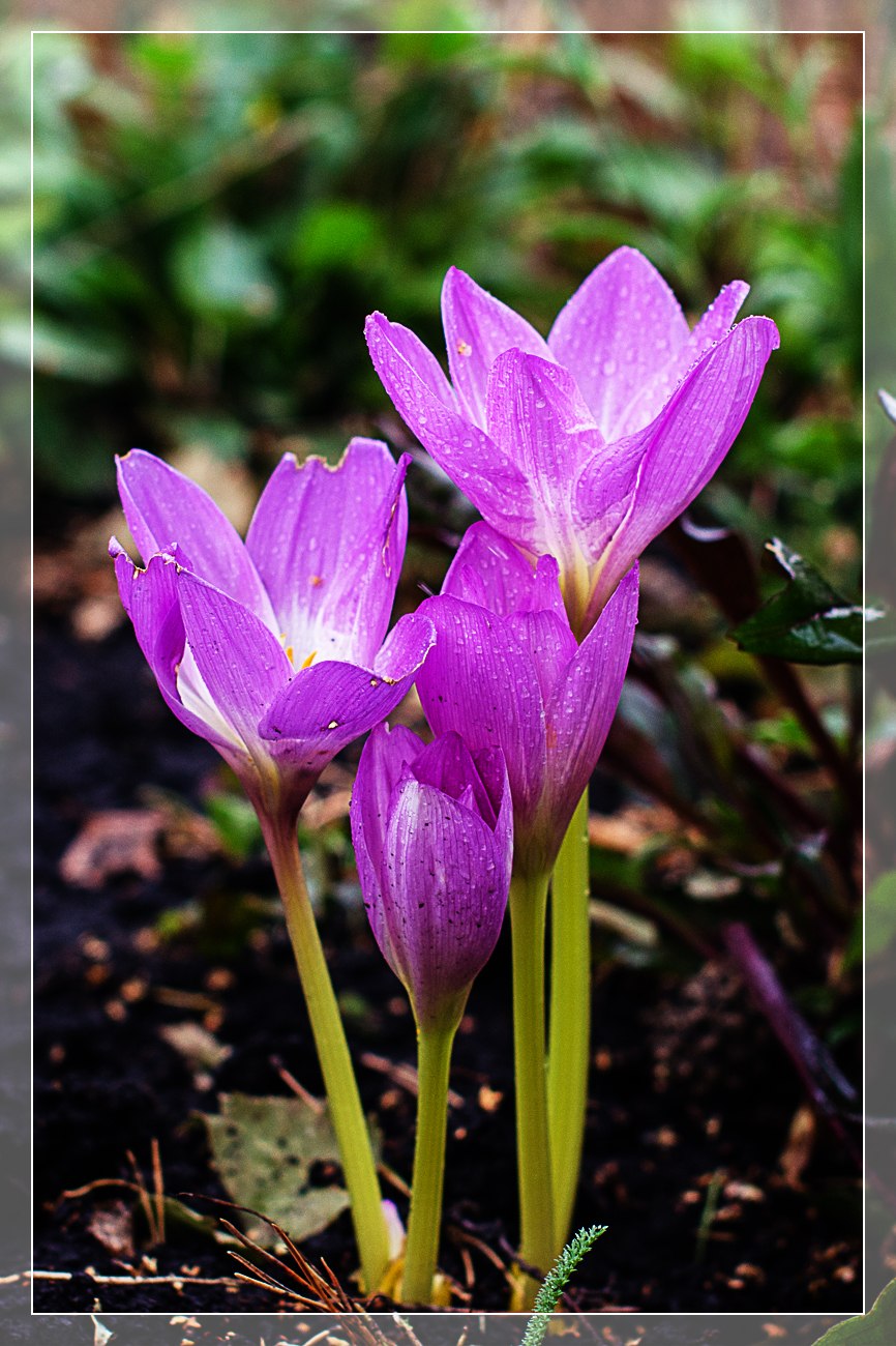 Цветок безвременник садовый многолетний