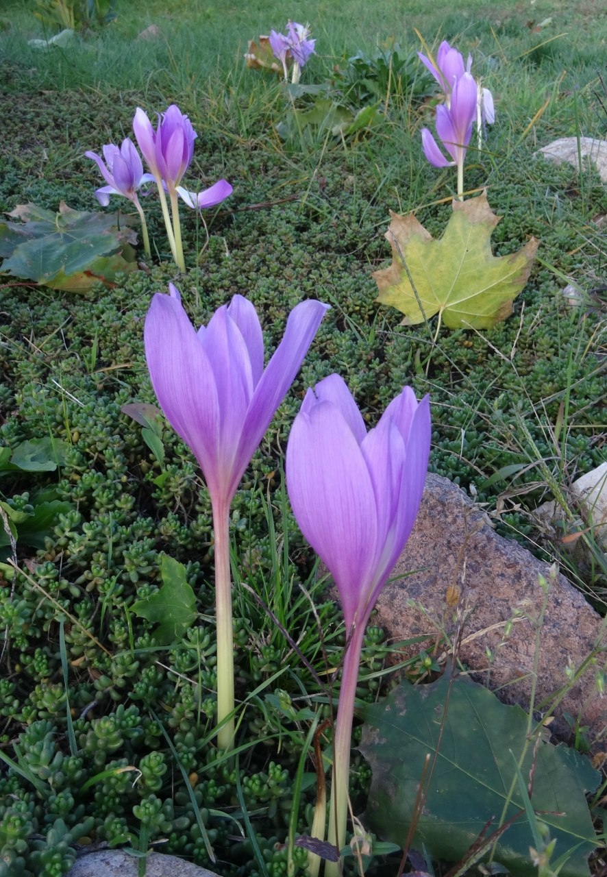 Безвременник великолепный стебель