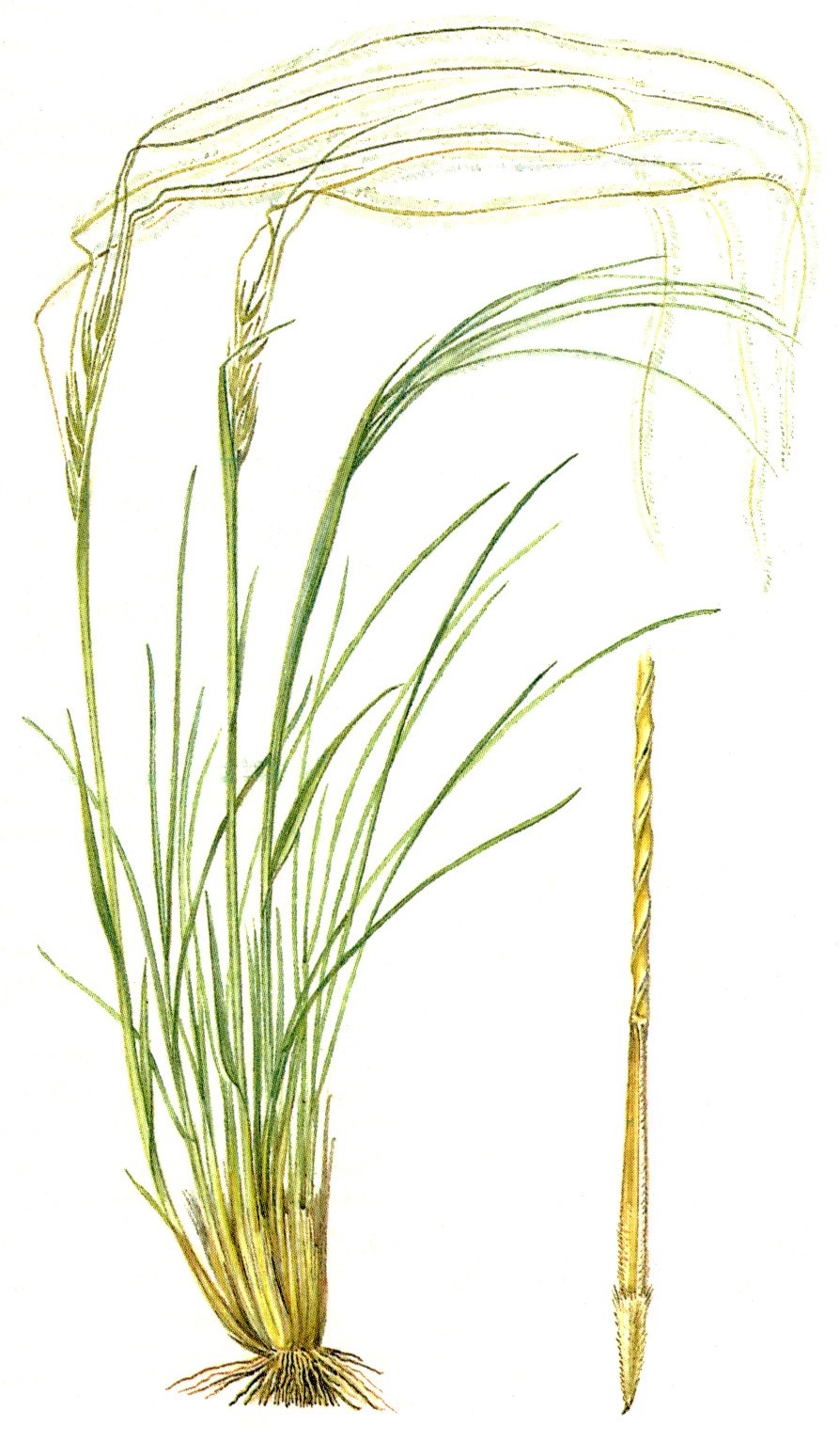 Ковыль Сырейщикова