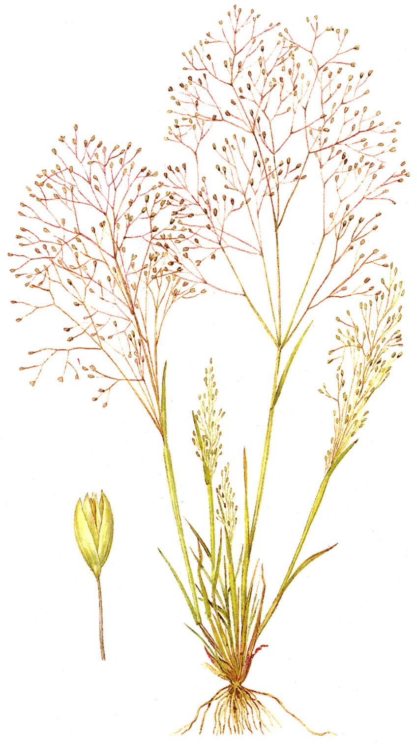 Ковыль Колос