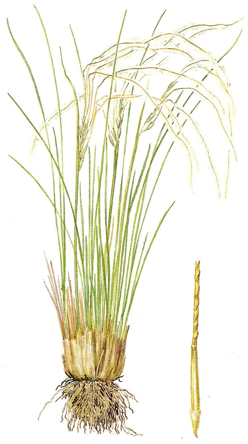 Ковыль (Stipa)