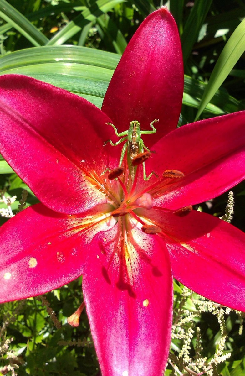 Лилия ла гибрид Динамикс