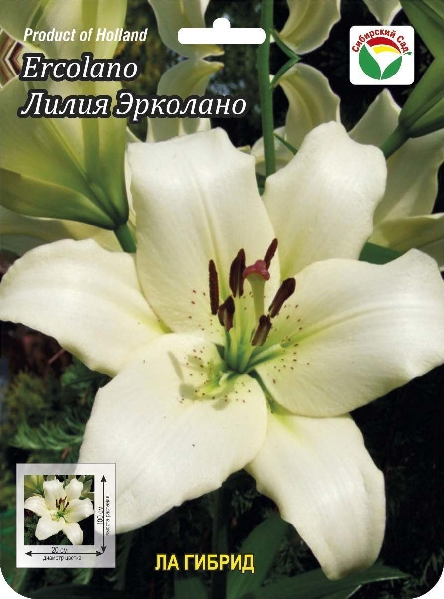 Ла гибрид лилии курьер