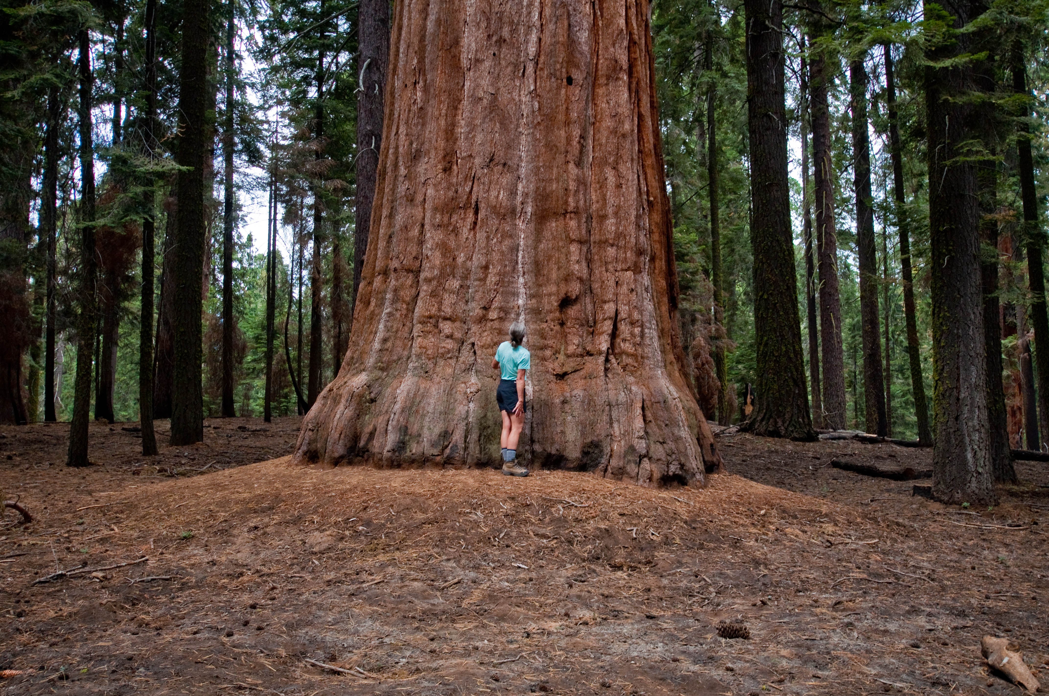 Высокое дерево в мире. Калифорнийская Секвойя Гиперион. Дерево Гиперион Редвуд. Секвойя дерево Гиперион. Секвойи парк Редвуд.