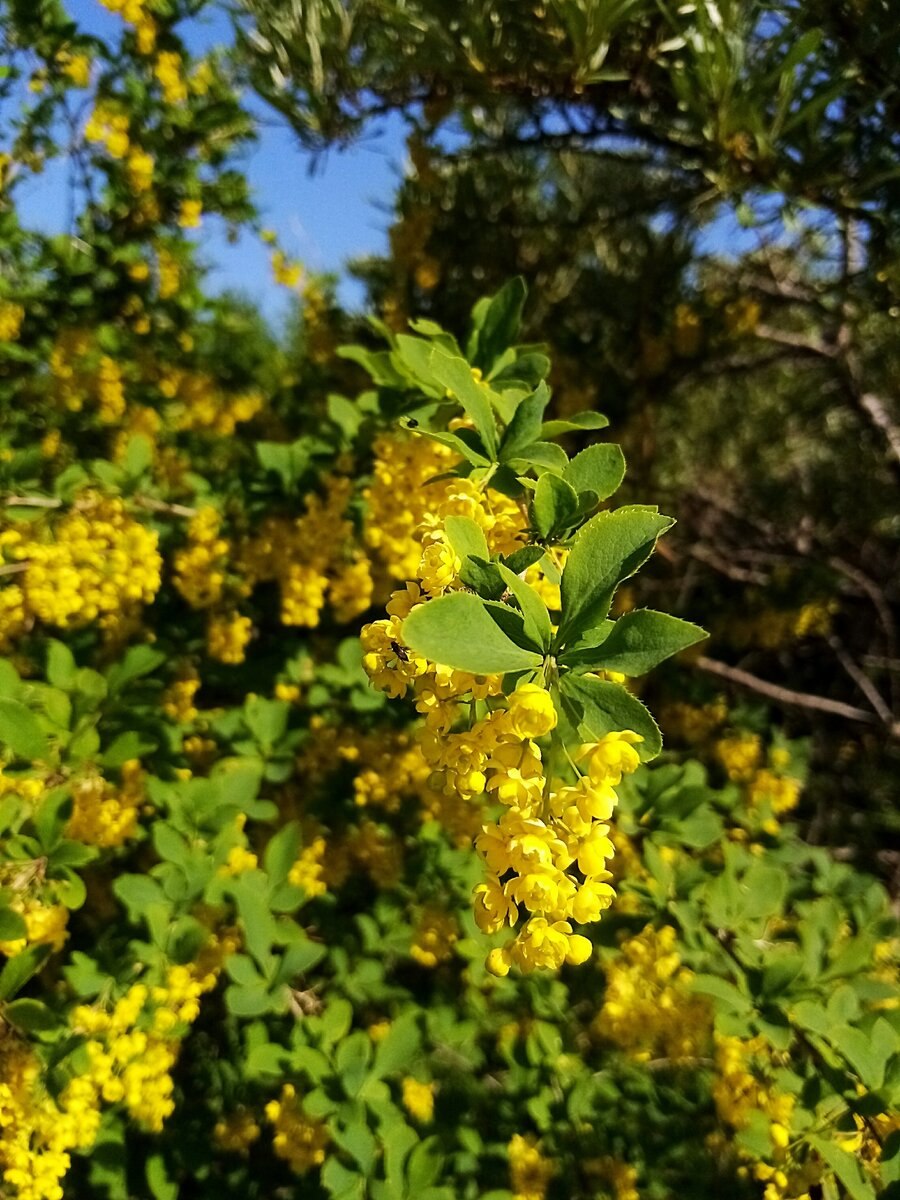 Барбарис amurensis Амурский
