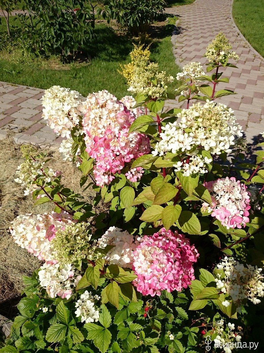 Гортензия диамант руж